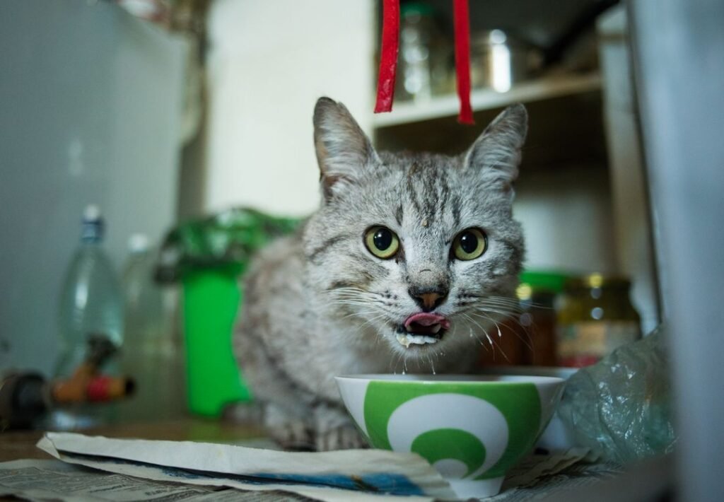 Graue Katze frisst aus einem Keramiknapf