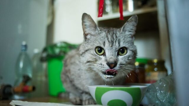 Graue Katze frisst aus einem Keramiknapf